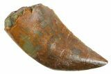 Serrated Carnosaurian Theropod (Allosaurus) Tooth - Utah #367606-1
